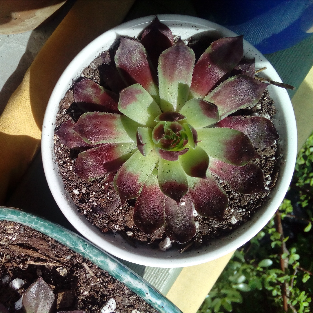 Sempervivum Reward in the GardenTags plant encyclopedia