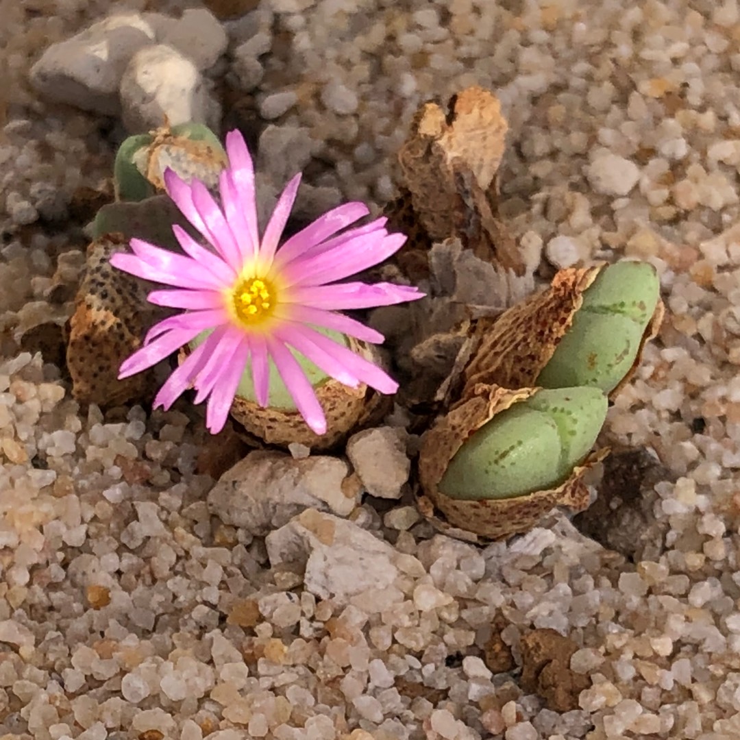 Living Pebble Chauviniae in the GardenTags plant encyclopedia