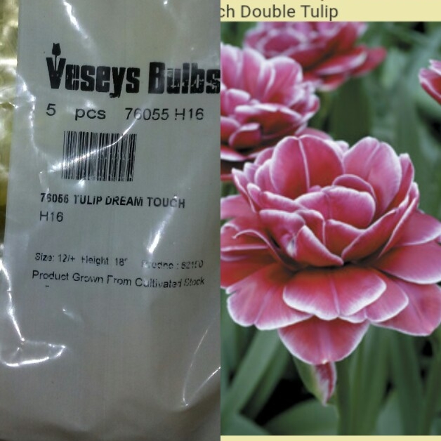 Tulip Dream Touch (Double Late) in the GardenTags plant encyclopedia