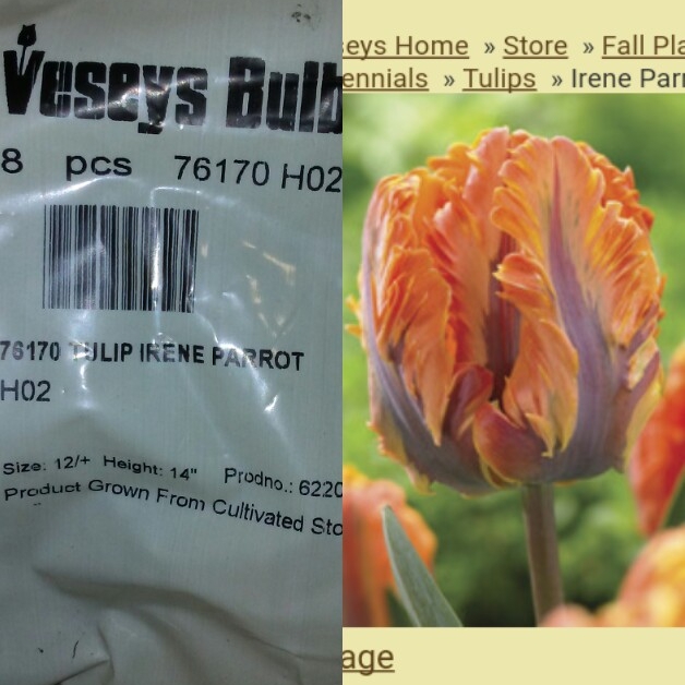 Tulip Irene Parrot (Parrot) in the GardenTags plant encyclopedia