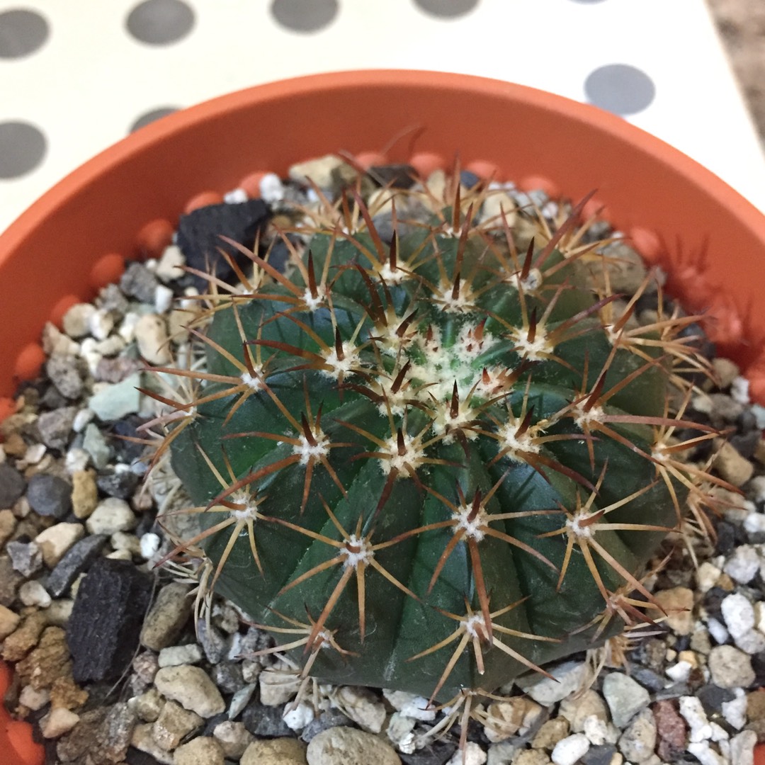 Echinocactus tephracanthus in the GardenTags plant encyclopedia