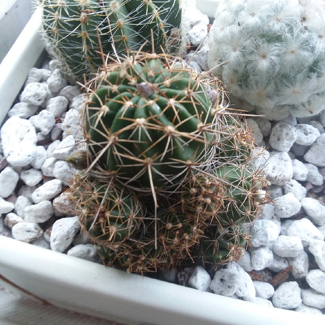 Echinopsis obrepanda in the GardenTags plant encyclopedia