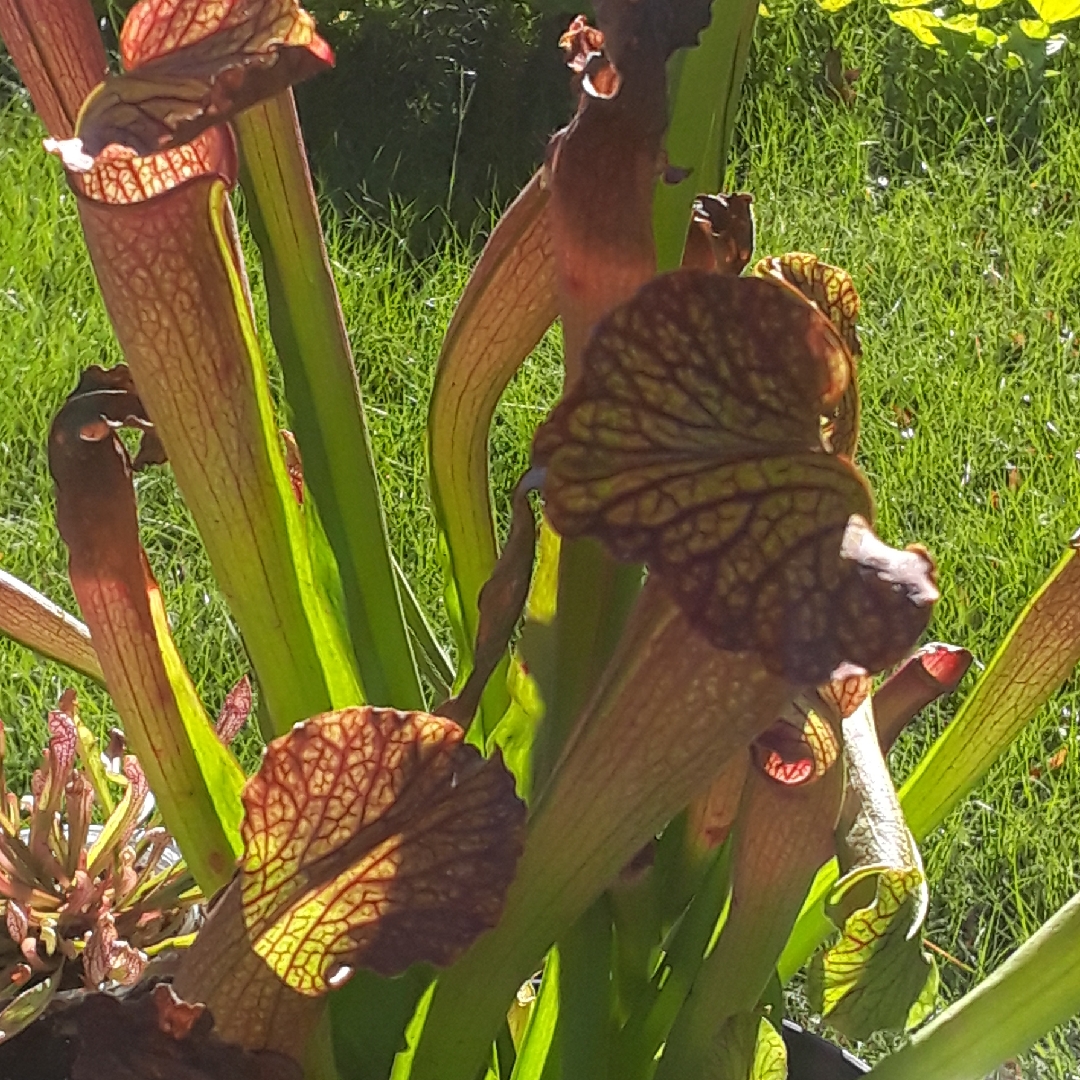 Pitcher Plant Purple Helmet in the GardenTags plant encyclopedia