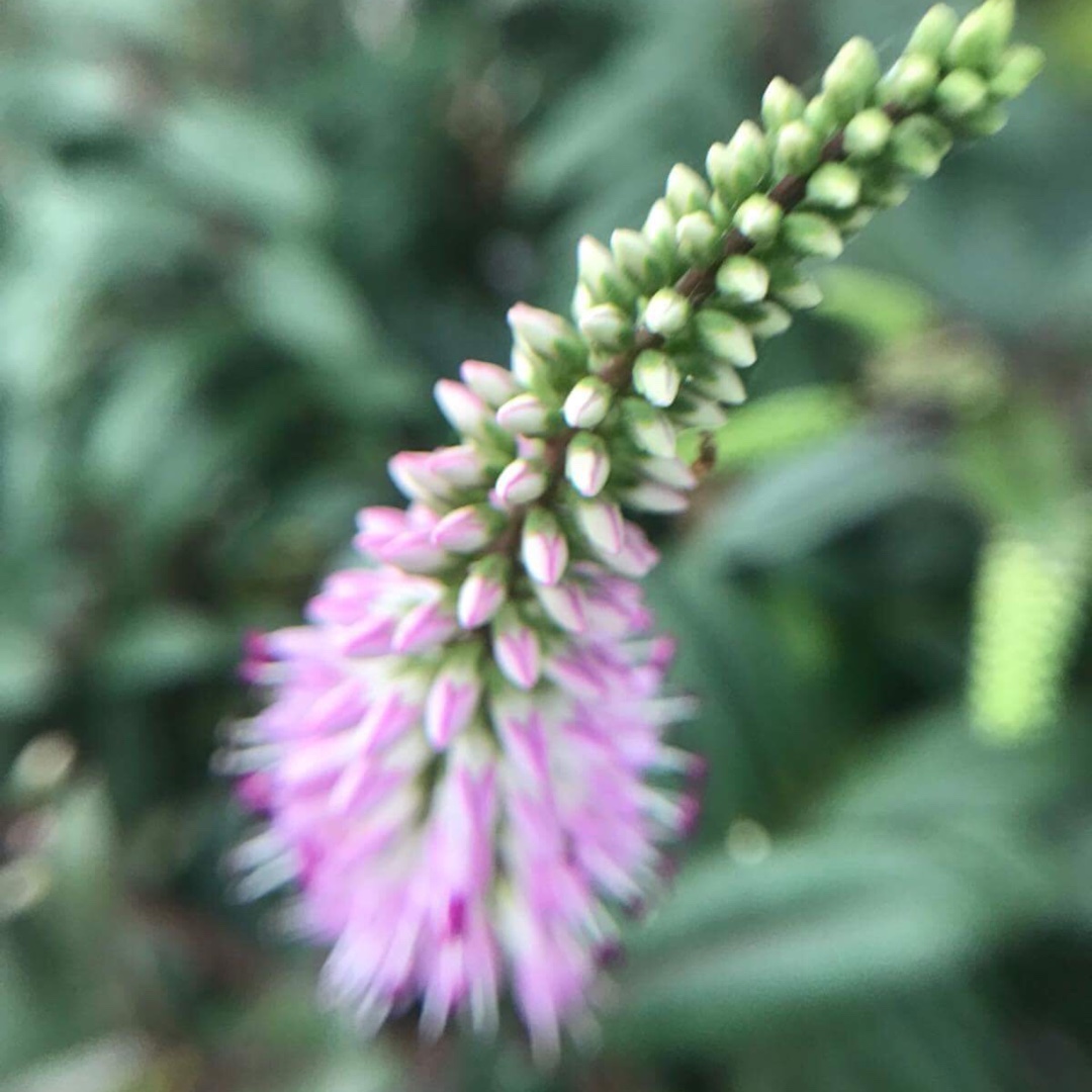 Shrubby Veronica Pink Candy in the GardenTags plant encyclopedia