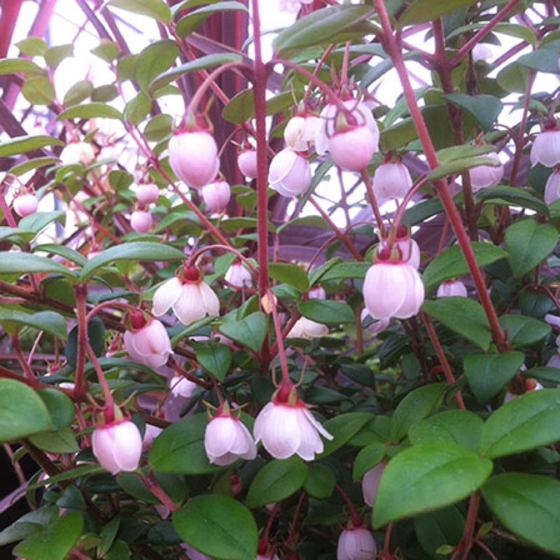 Chilean Guava Ka-Pow in the GardenTags plant encyclopedia