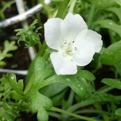 Baby Blue Eyes Alba in the GardenTags plant encyclopedia