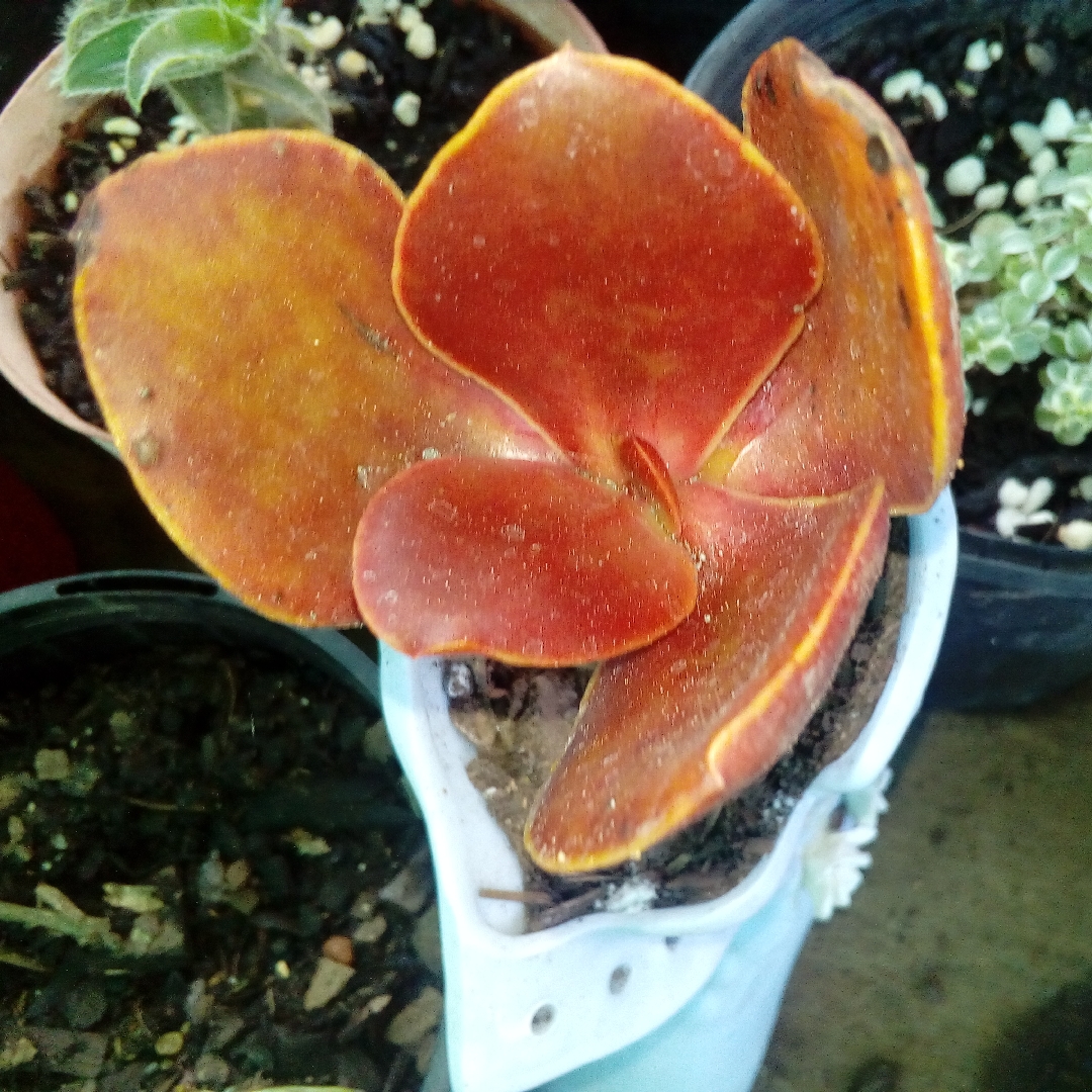 Echeveria Fireball in the GardenTags plant encyclopedia