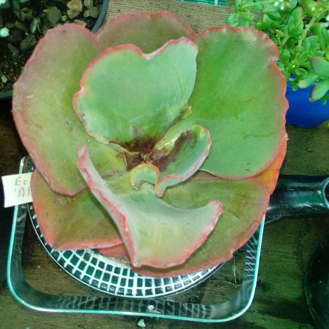 Echeveria Alice in the GardenTags plant encyclopedia