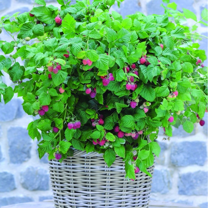 Rubus Idaeus 'Ruby Beauty', Raspberry 'Ruby Beauty' in GardenTags plant ...