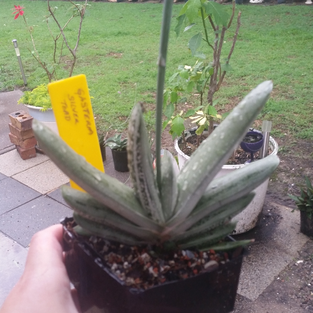 Gasteria Silver Toad in the GardenTags plant encyclopedia