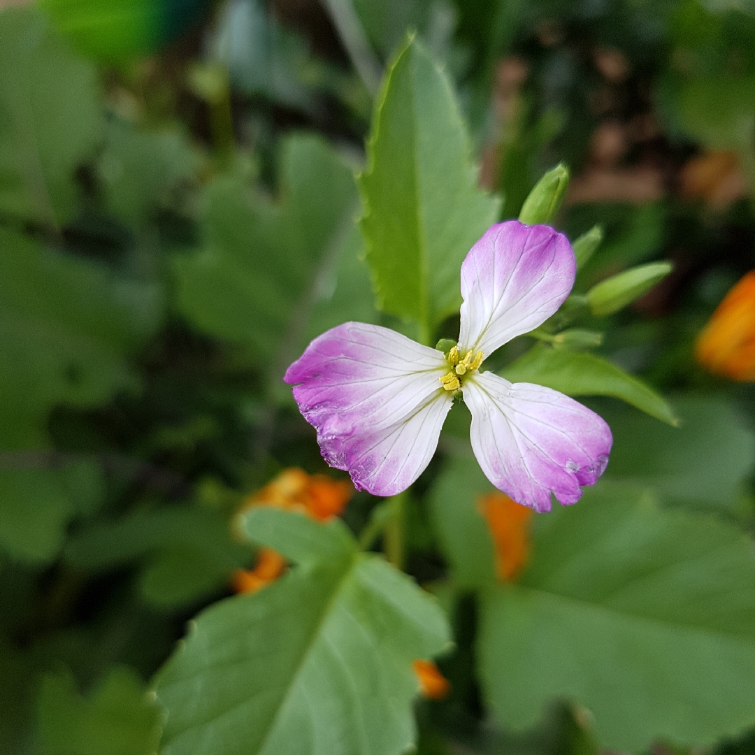 Rat Tail Radish in the GardenTags plant encyclopedia