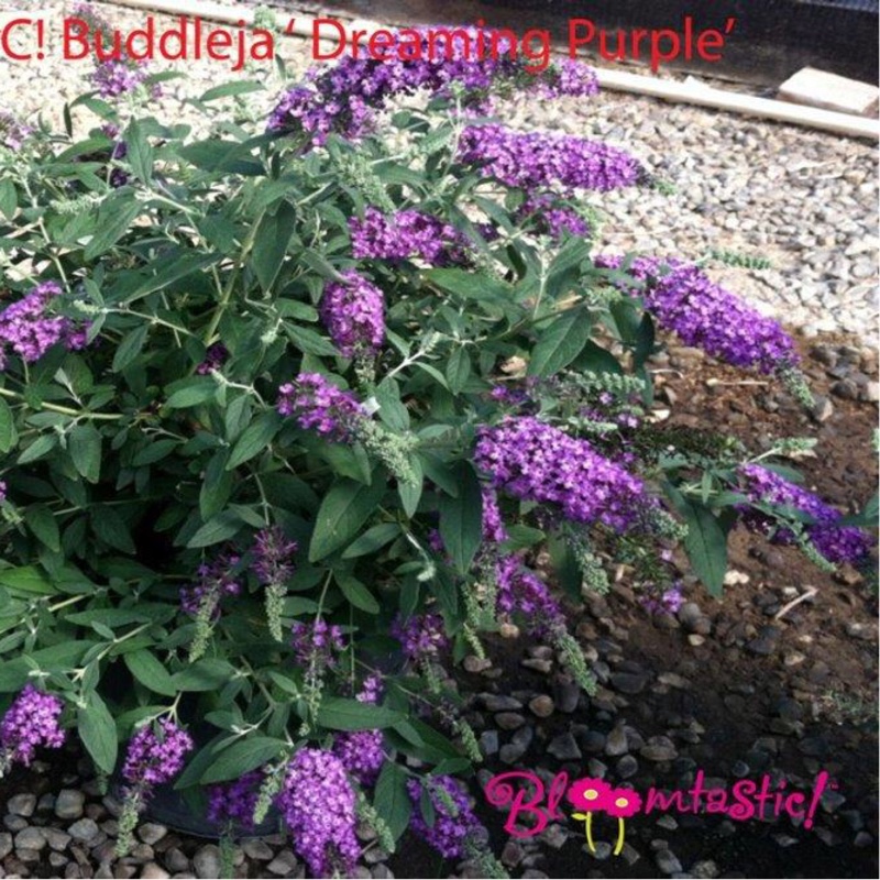 Butterfly Bush Dreaming Purple in the GardenTags plant encyclopedia