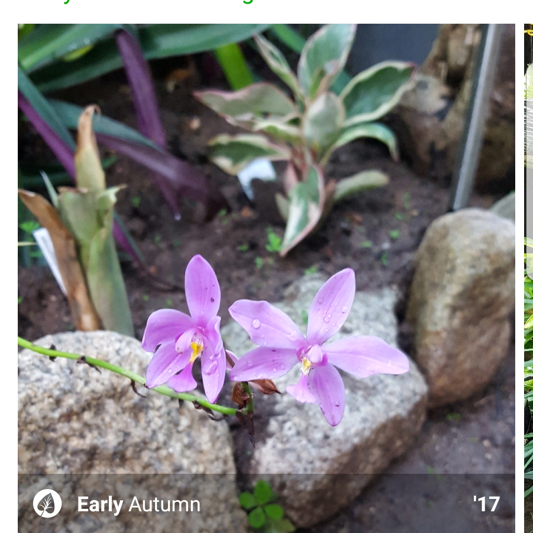 Lilac Ground Orchid in the GardenTags plant encyclopedia