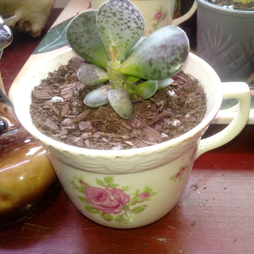 Chubby Calico Hearts in the GardenTags plant encyclopedia