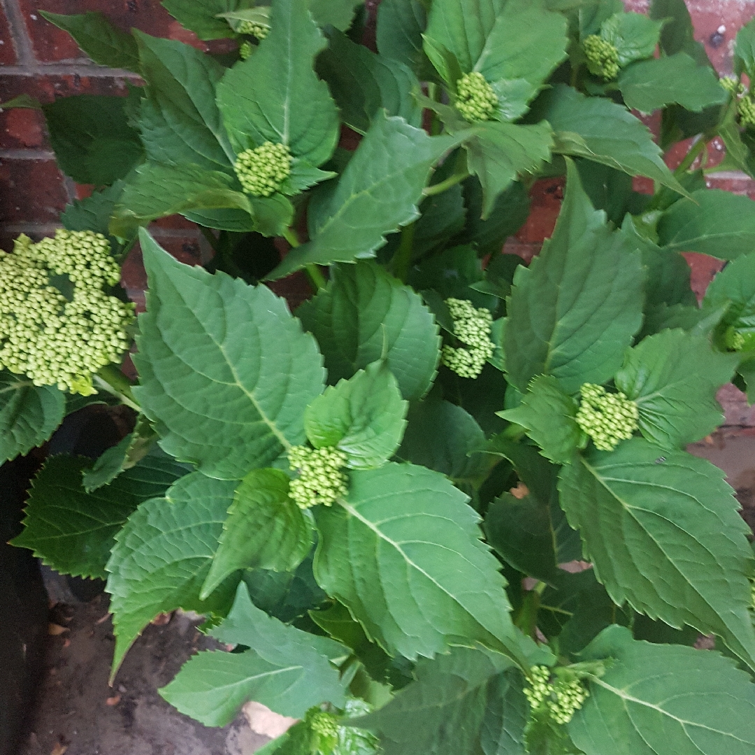 Hydrangea Blueberries & Cream in the GardenTags plant encyclopedia