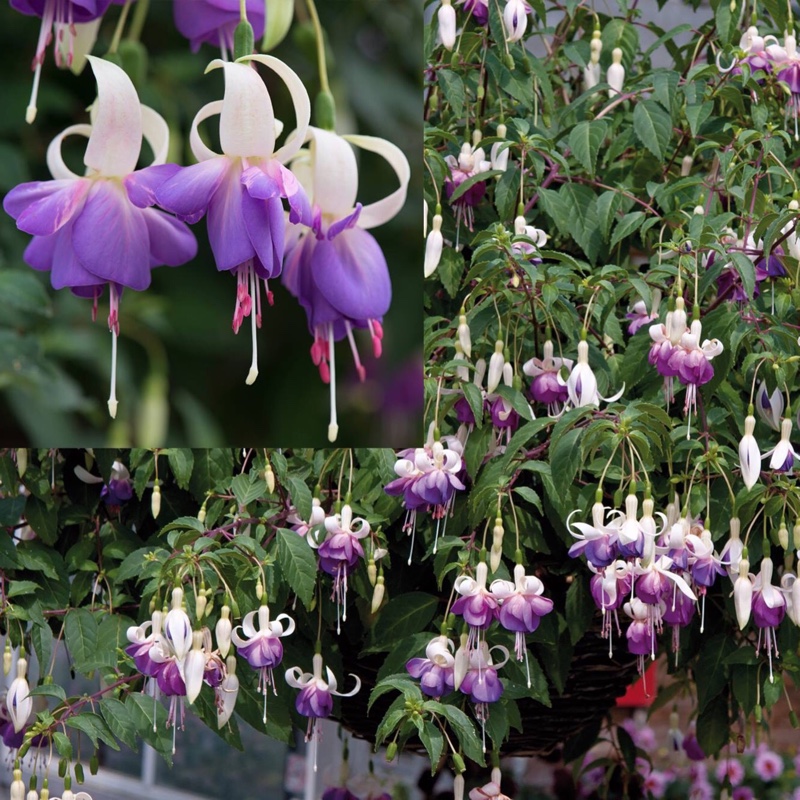 Fuchsia Mr Blue Sky in the GardenTags plant encyclopedia