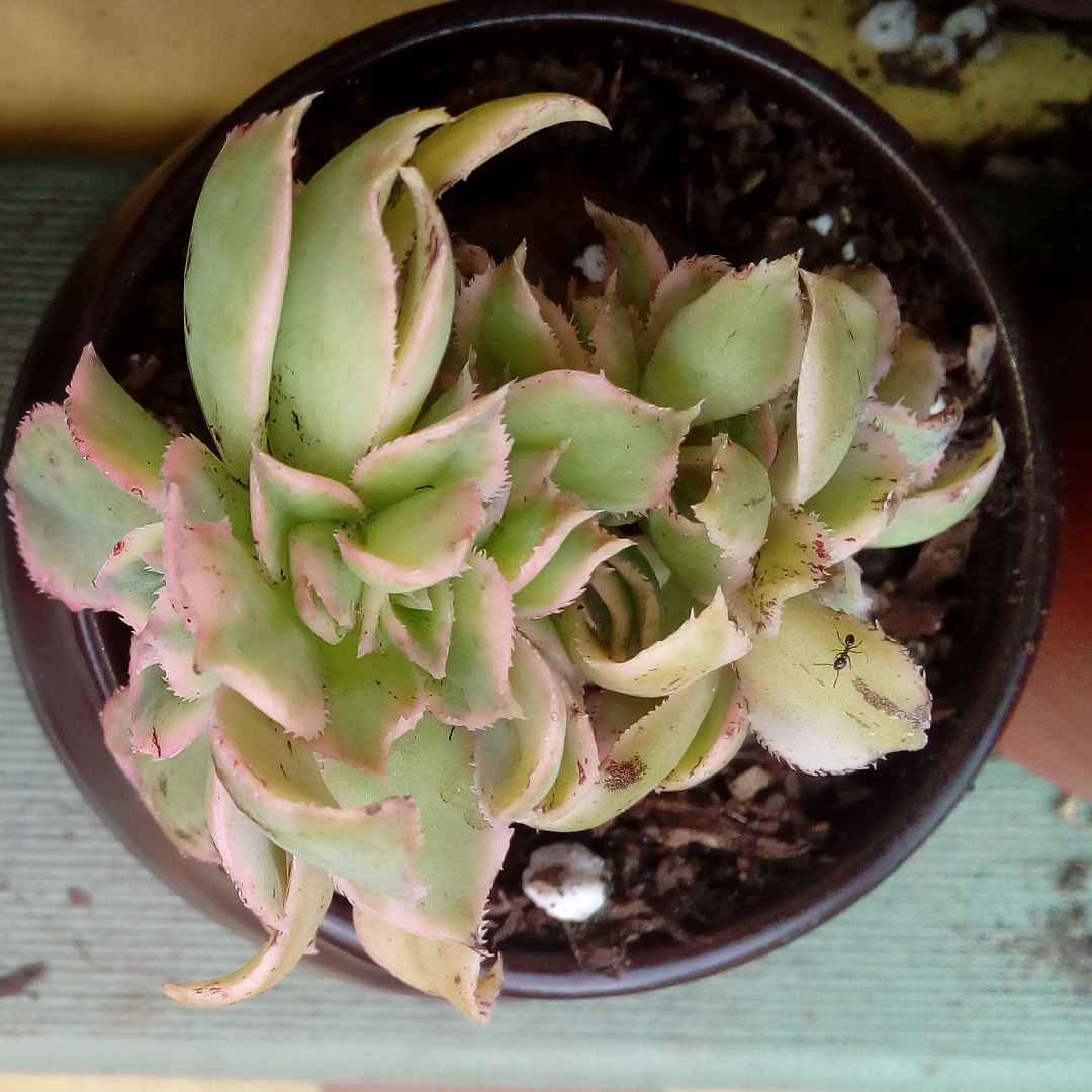 Aeonium Domesticum Variegata Cristata, Aeonium Domesticum Variegata ...