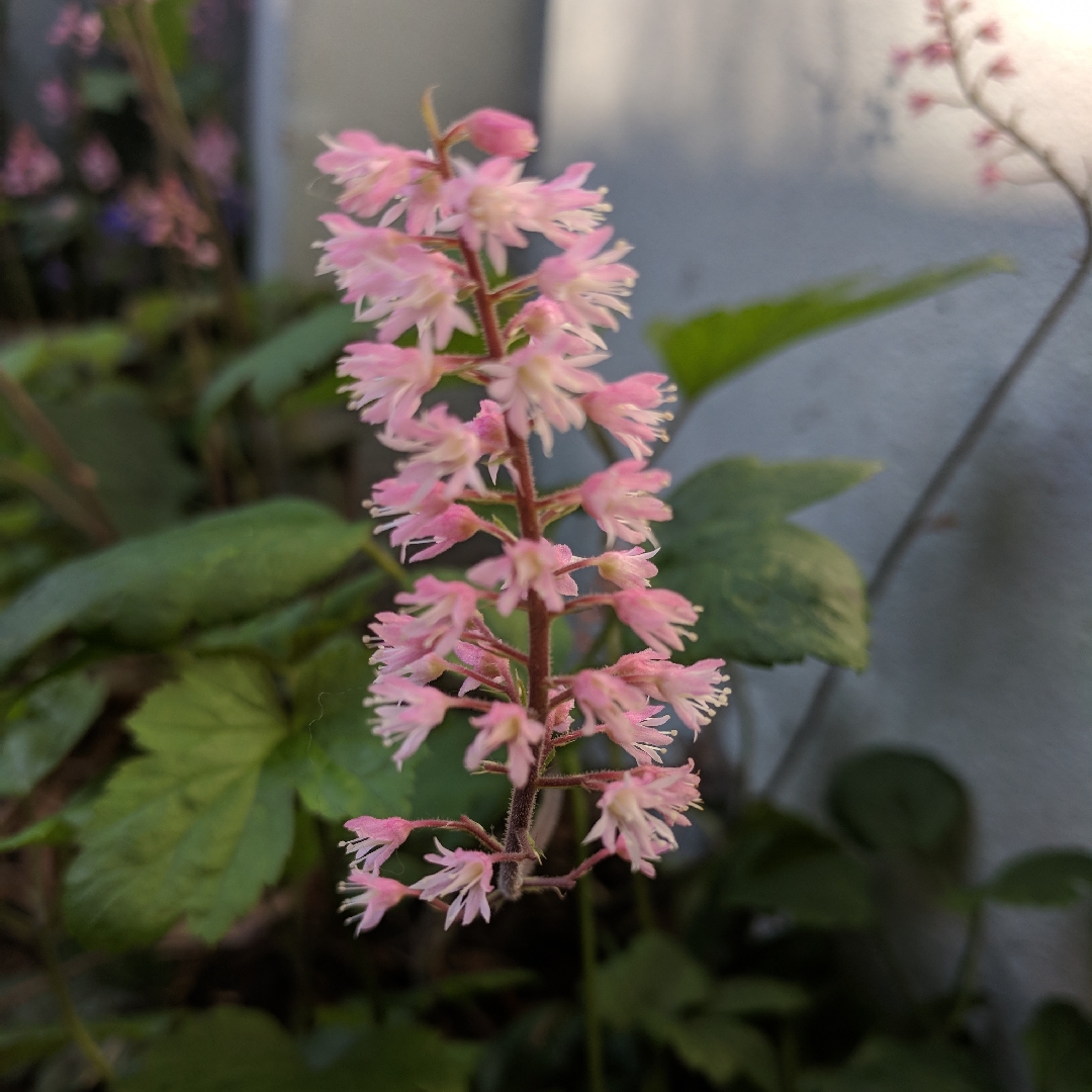 Foamy Bells Dayglow Pink in the GardenTags plant encyclopedia