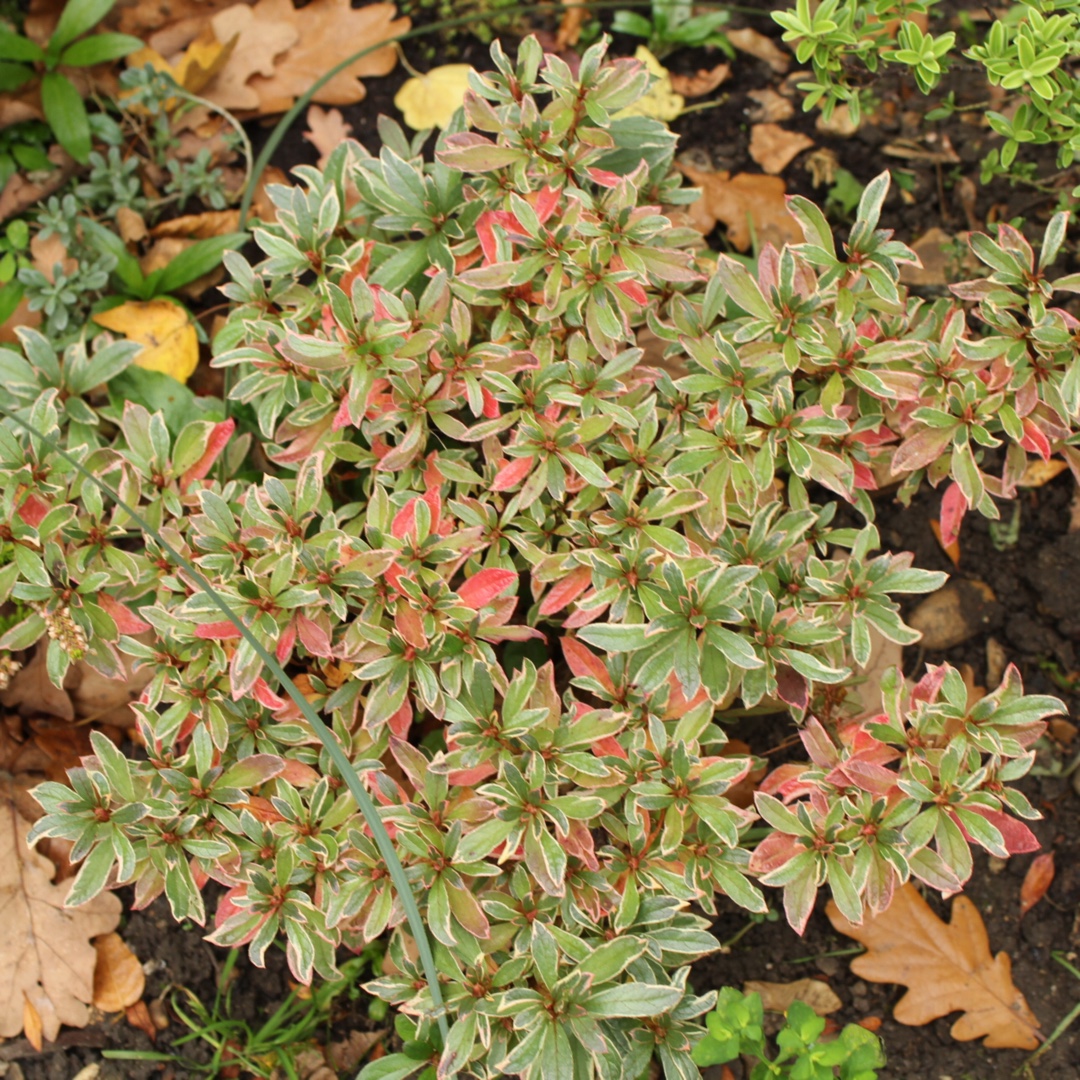 Azalea Hot Shot in the GardenTags plant encyclopedia