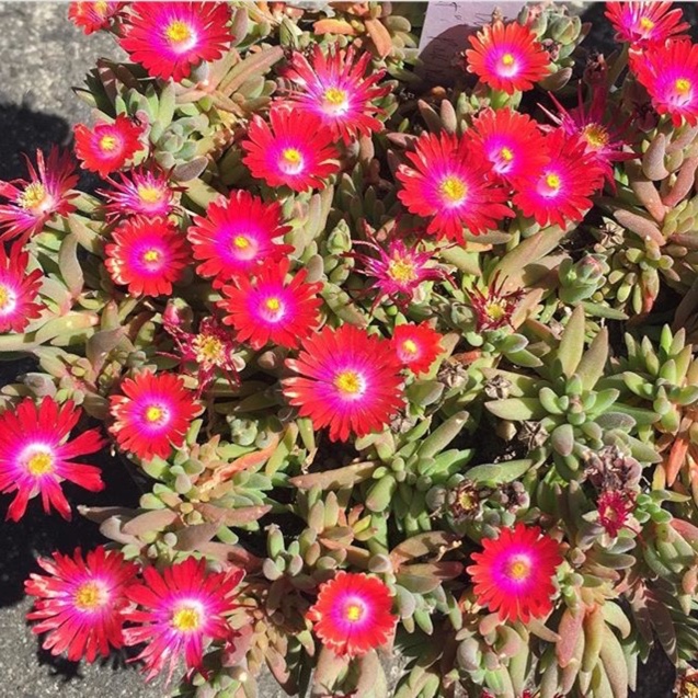 Red Mountain Ice Plant in the GardenTags plant encyclopedia