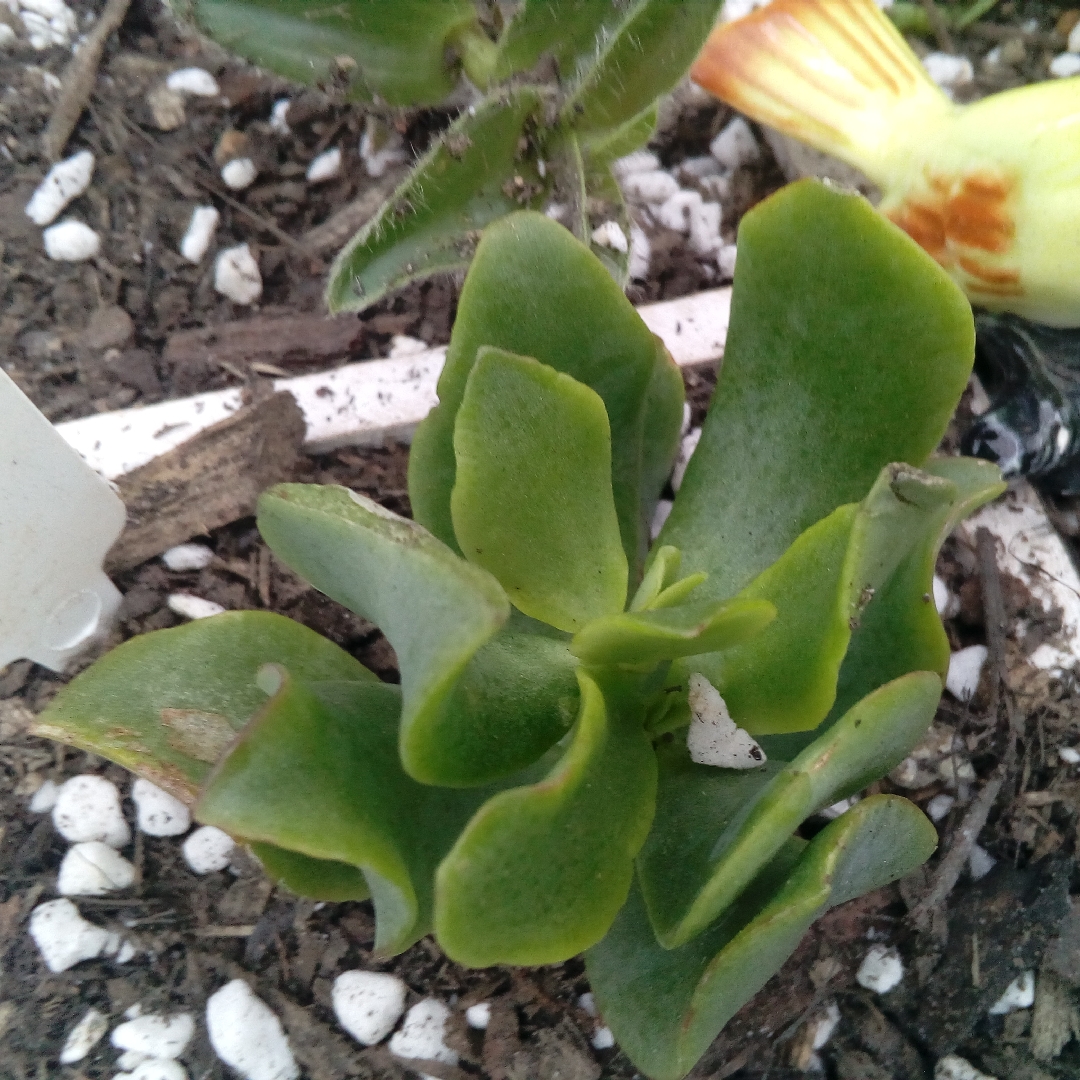 Wave Leaf in the GardenTags plant encyclopedia