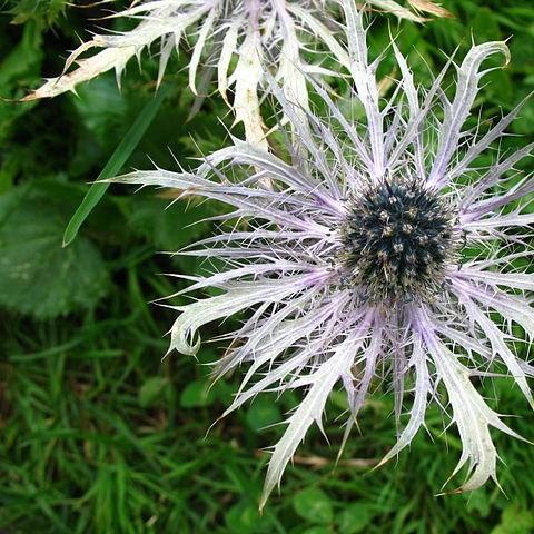 Alpine sea holly in the GardenTags plant encyclopedia