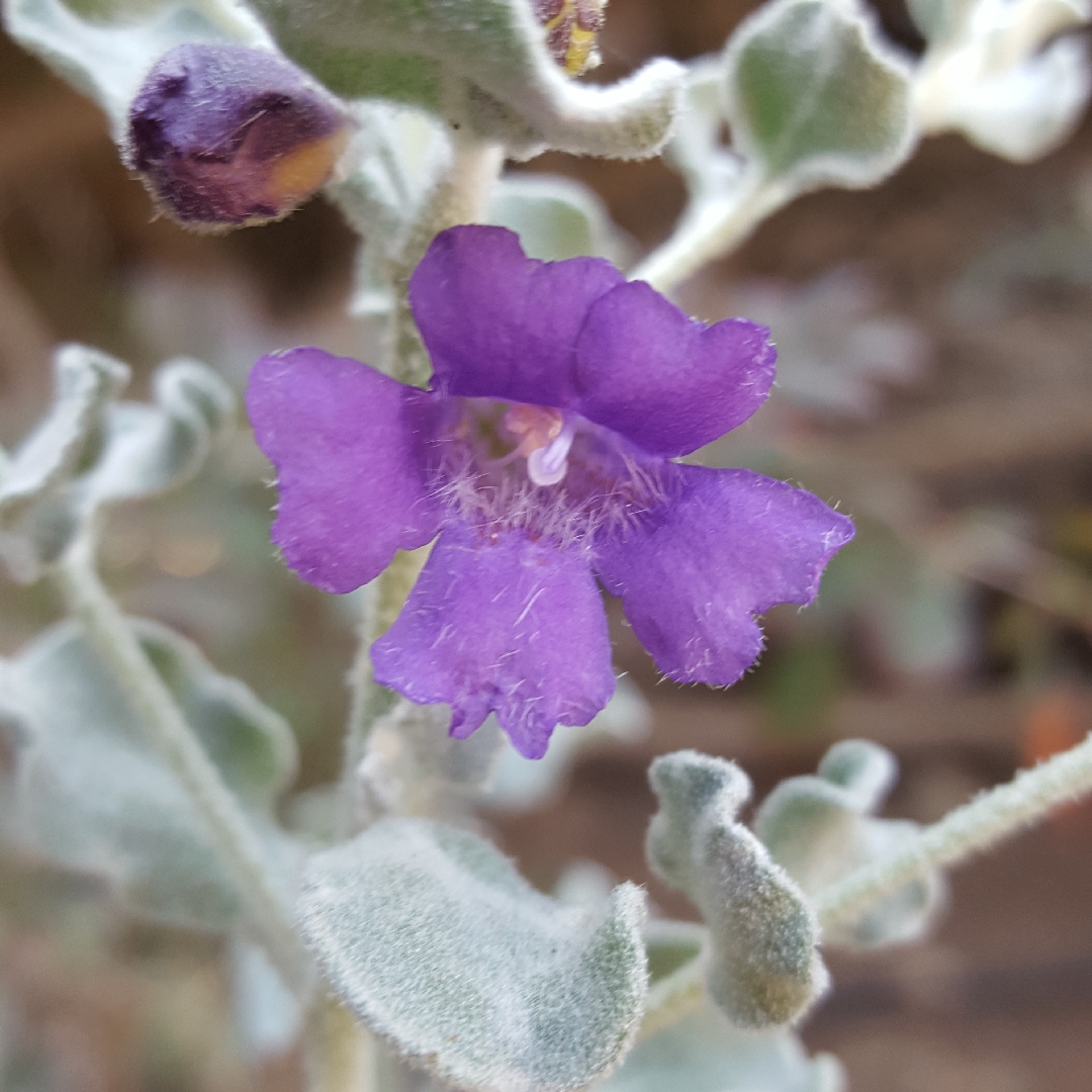 Texas Sage Silver Cloud in the GardenTags plant encyclopedia