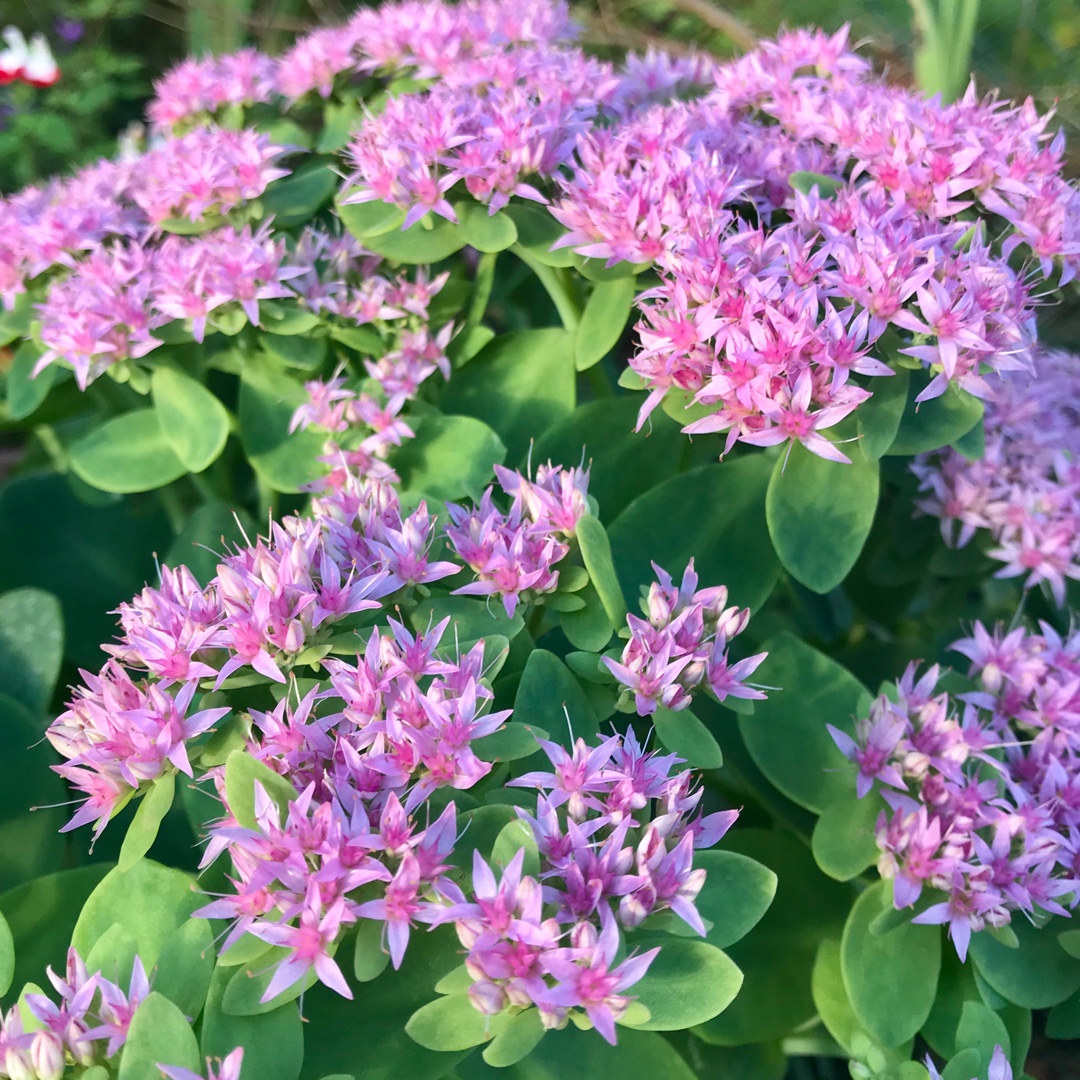 Hylotelephium Beach Party in the GardenTags plant encyclopedia