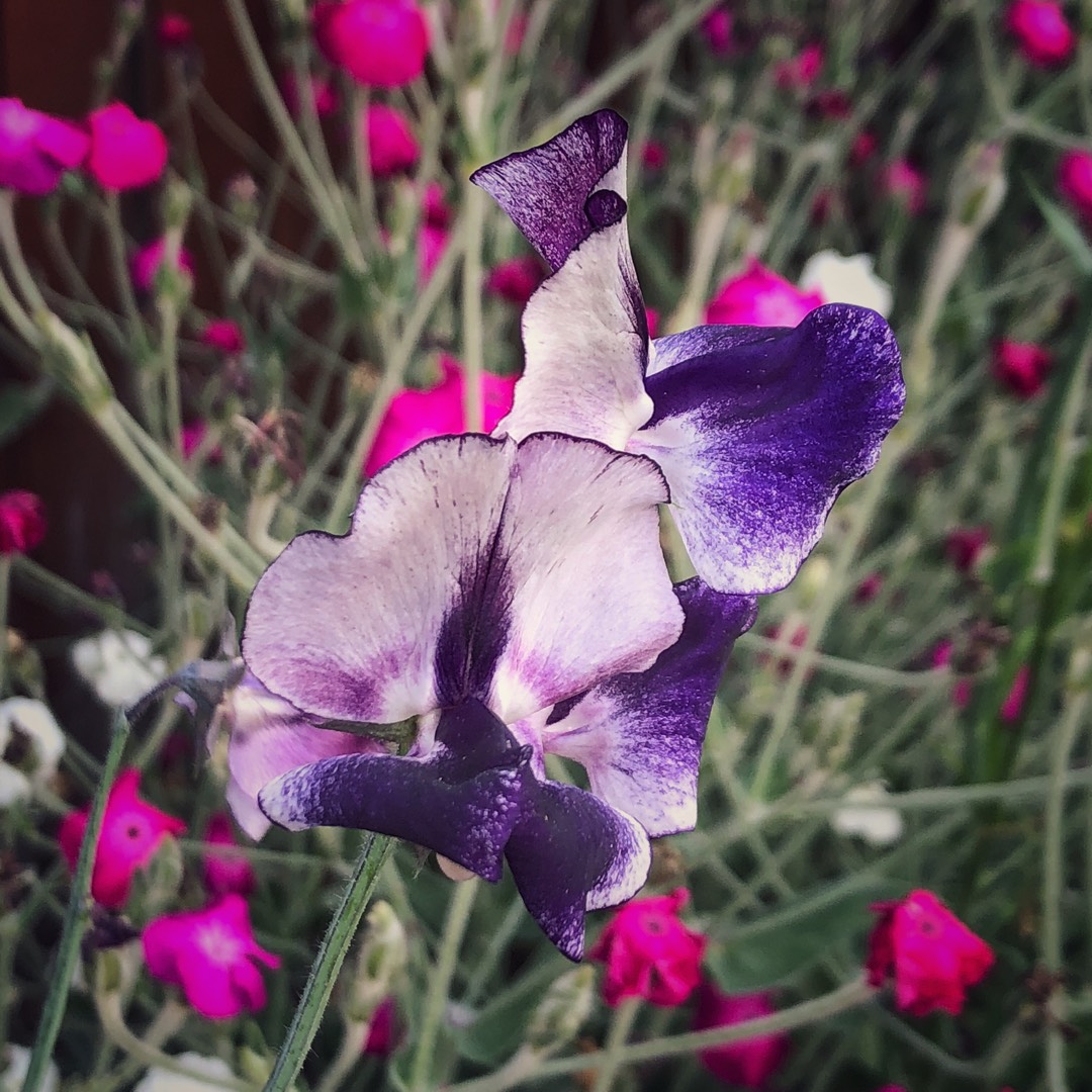 Sweet Pea Nimbus in the GardenTags plant encyclopedia