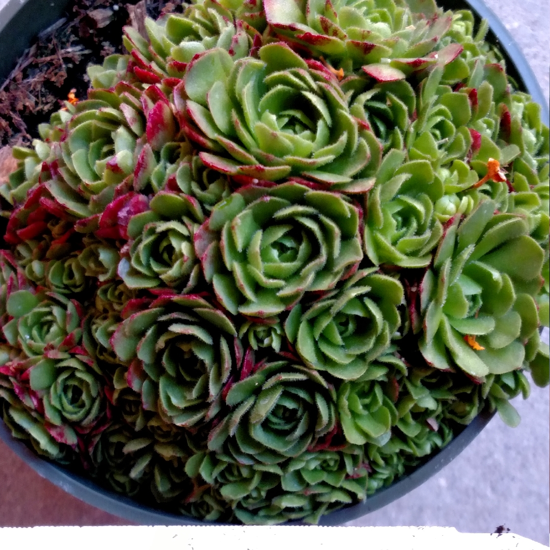 Rosularia Platyphylla in the GardenTags plant encyclopedia