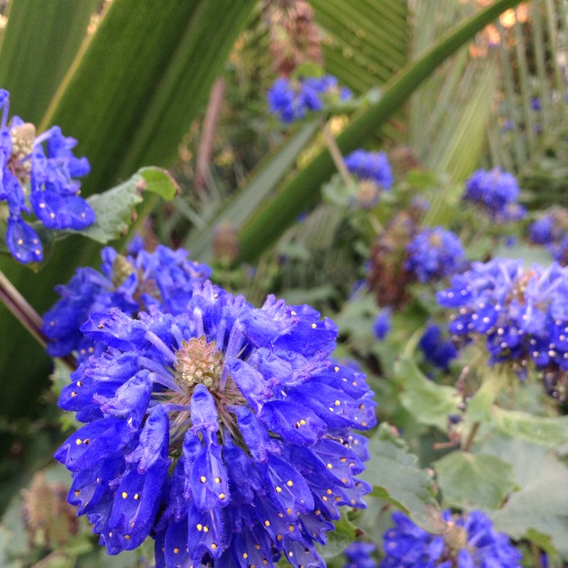 Hedgehog Sage in the GardenTags plant encyclopedia