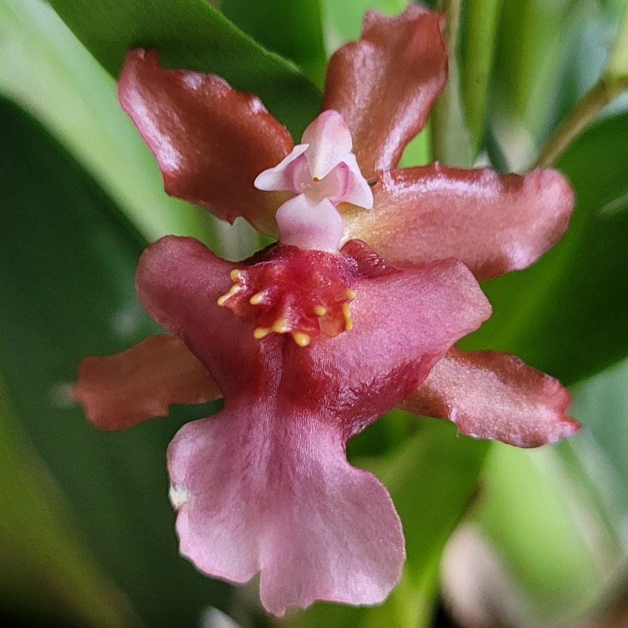 Dancing Lady Orchid Rosy Sunset in the GardenTags plant encyclopedia