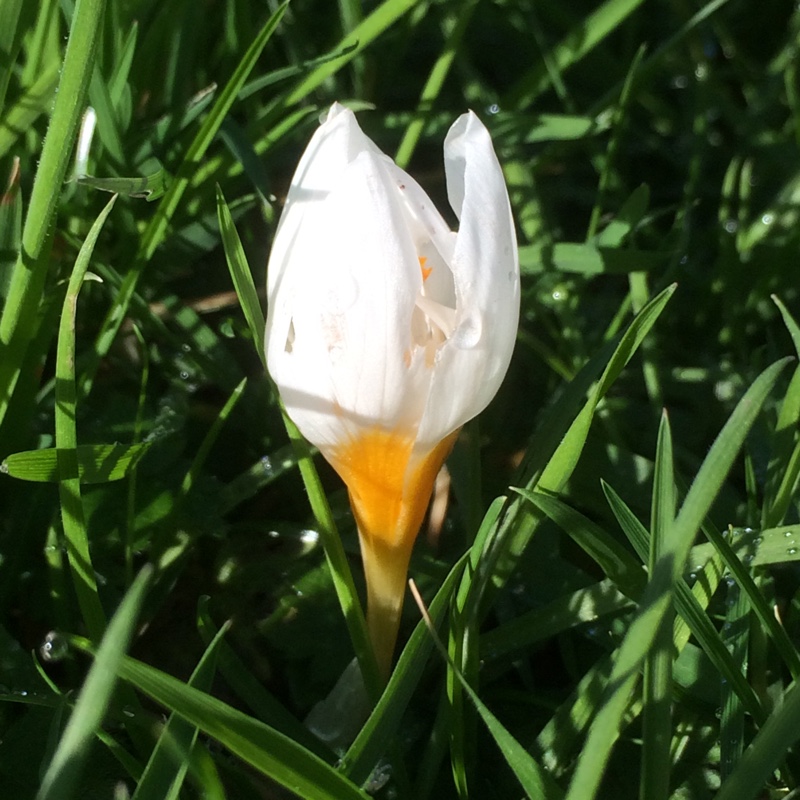 Crocus (Species) Siebers Crocus Bowless White in the GardenTags plant encyclopedia