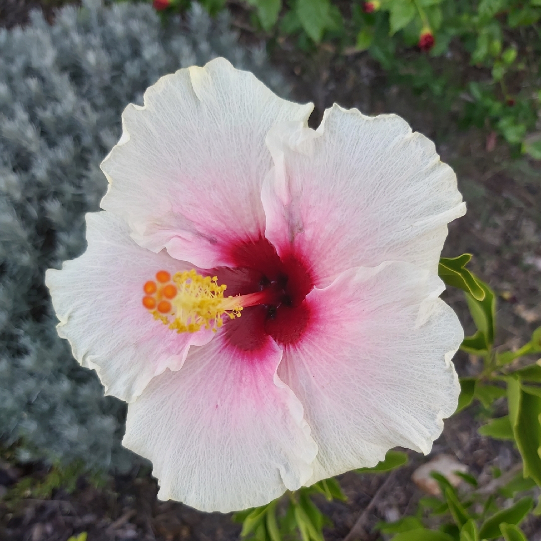 Hibiscus Rio Clara Shabby Chic in the GardenTags plant encyclopedia