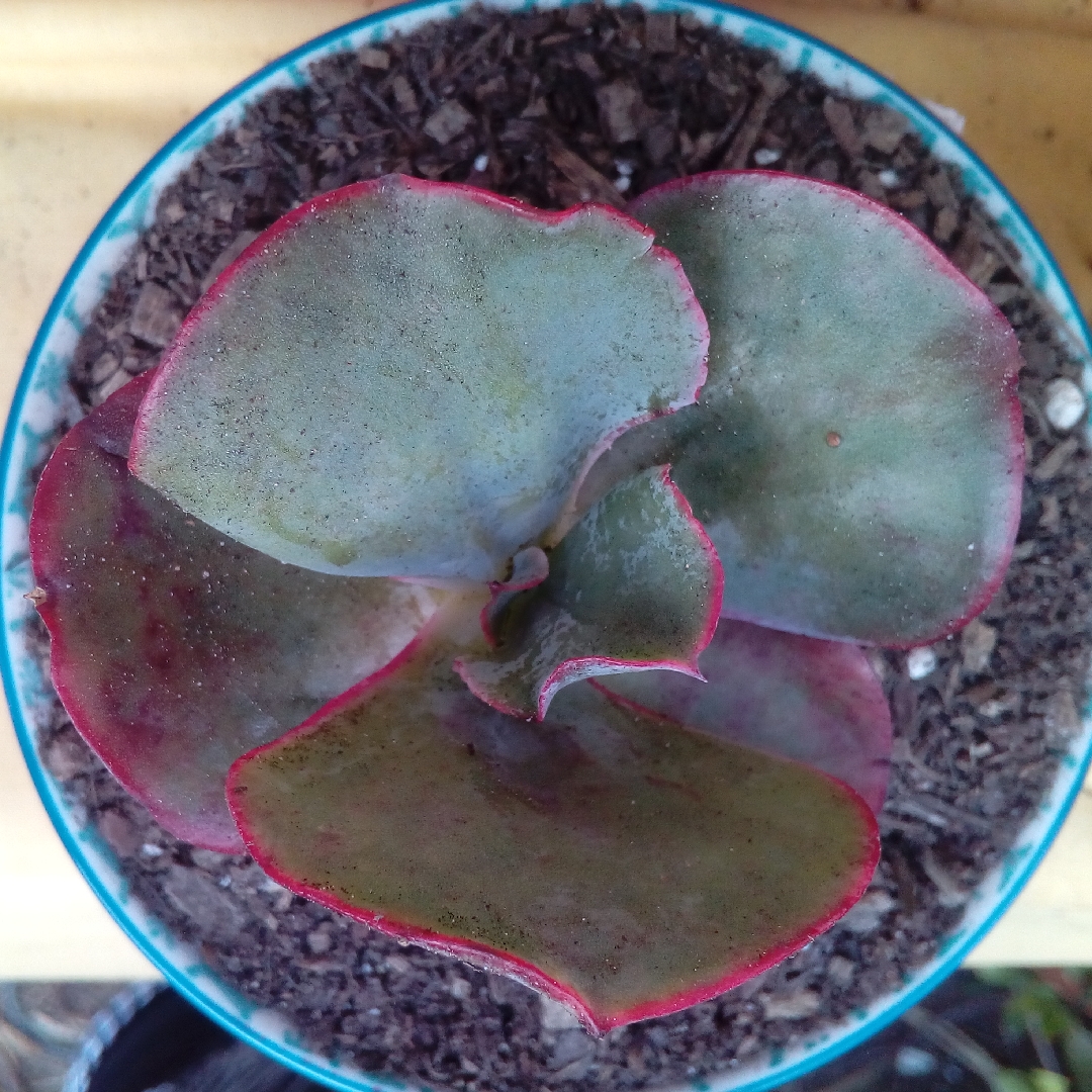 Echeveria Etna in the GardenTags plant encyclopedia