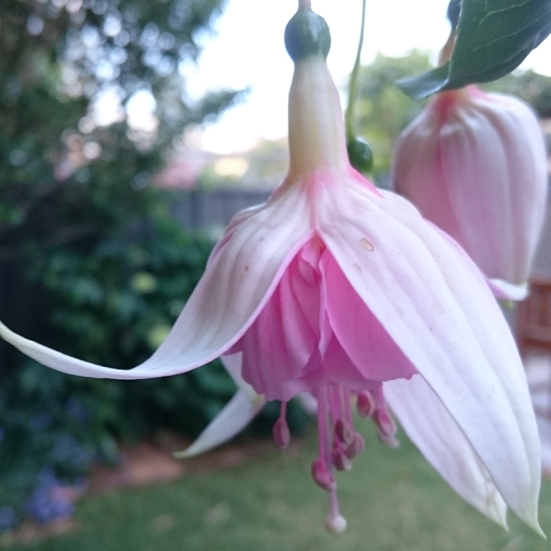 Fuchsia Marcus Graham in the GardenTags plant encyclopedia