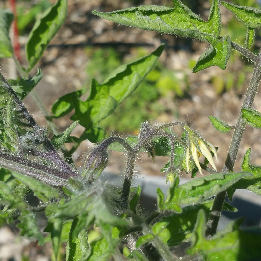 Tomato Blue Cream Berries (Cherry Tomato) in the GardenTags plant encyclopedia