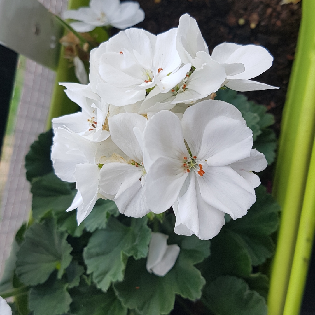 Pelargonium Blizzard White (Ivy Leaved) in the GardenTags plant encyclopedia