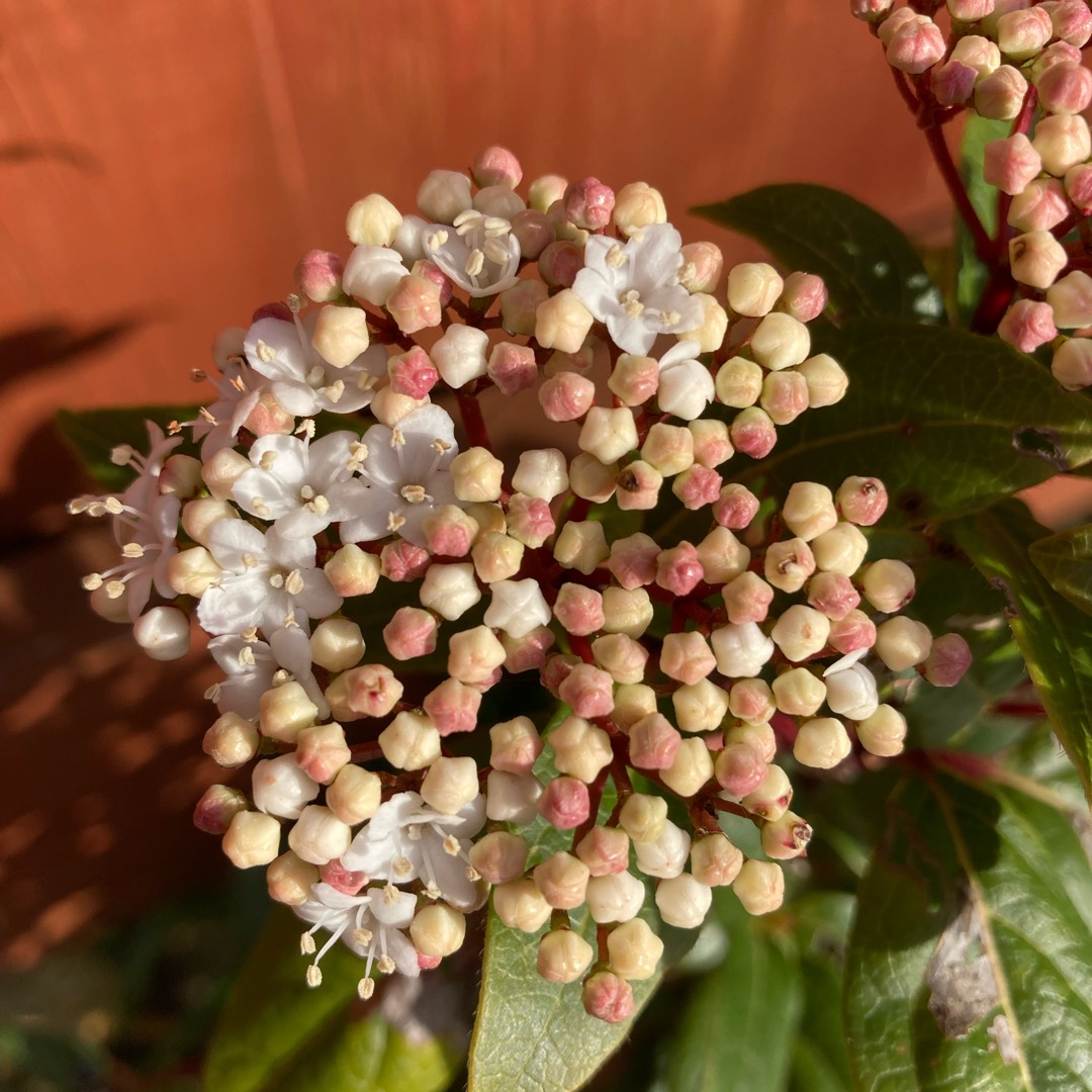 Laurustinis Spirit in the GardenTags plant encyclopedia