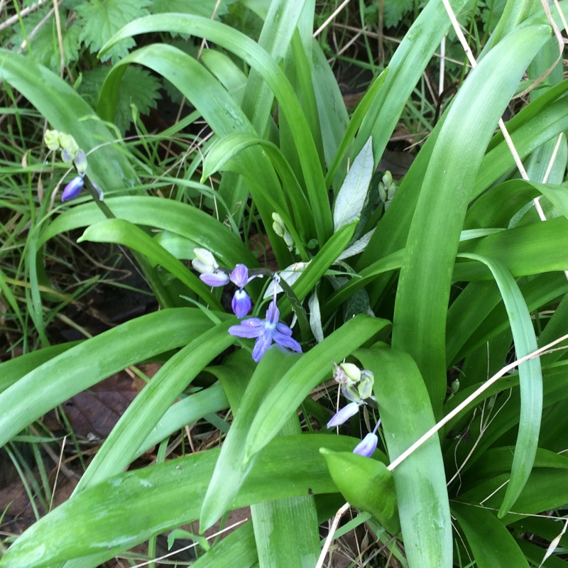 Squill in the GardenTags plant encyclopedia