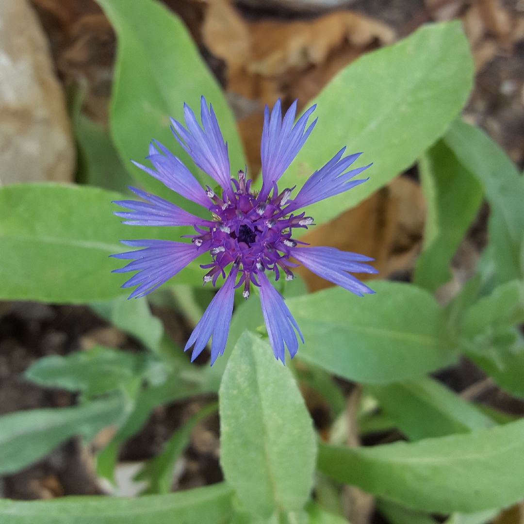 Cornflower Trailing Blue Carpet in the GardenTags plant encyclopedia