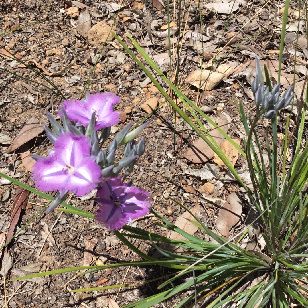 Many-flowered Fringed Lily in the GardenTags plant encyclopedia