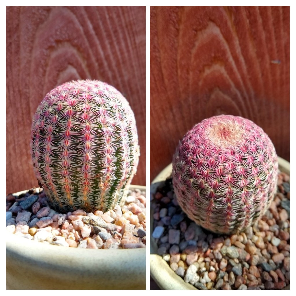 Rainbow Cactus in the GardenTags plant encyclopedia