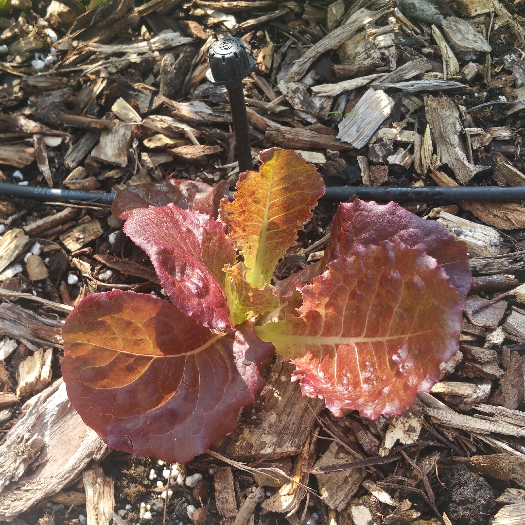 Lettuce Midnight Ruffles in the GardenTags plant encyclopedia