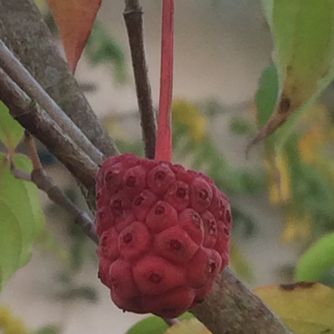 Dogwood Norman Hadden in the GardenTags plant encyclopedia