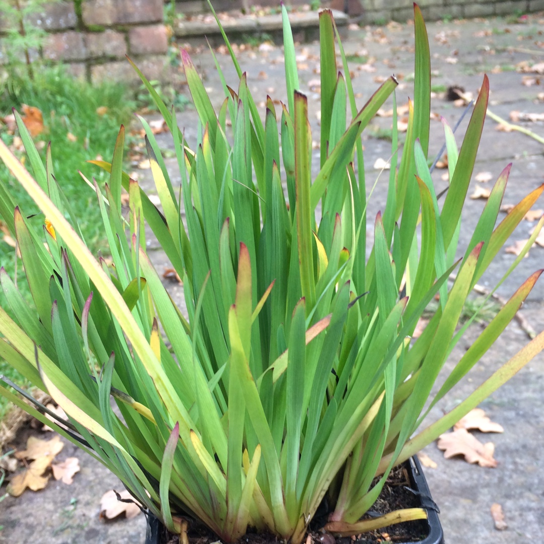 Golden Eye Grass Brachypus Group in the GardenTags plant encyclopedia