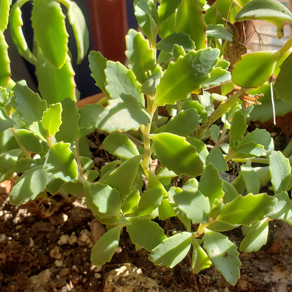 Kalanchoe Rosei Serratfolia in the GardenTags plant encyclopedia