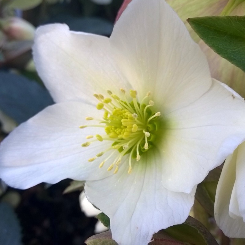 Hellebore Emma in the GardenTags plant encyclopedia