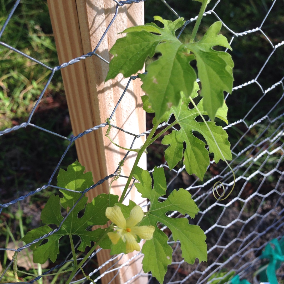 Bitter Melon in the GardenTags plant encyclopedia