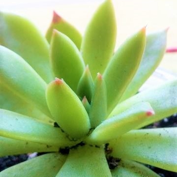 Echeveria Agavoides Lem in the GardenTags plant encyclopedia